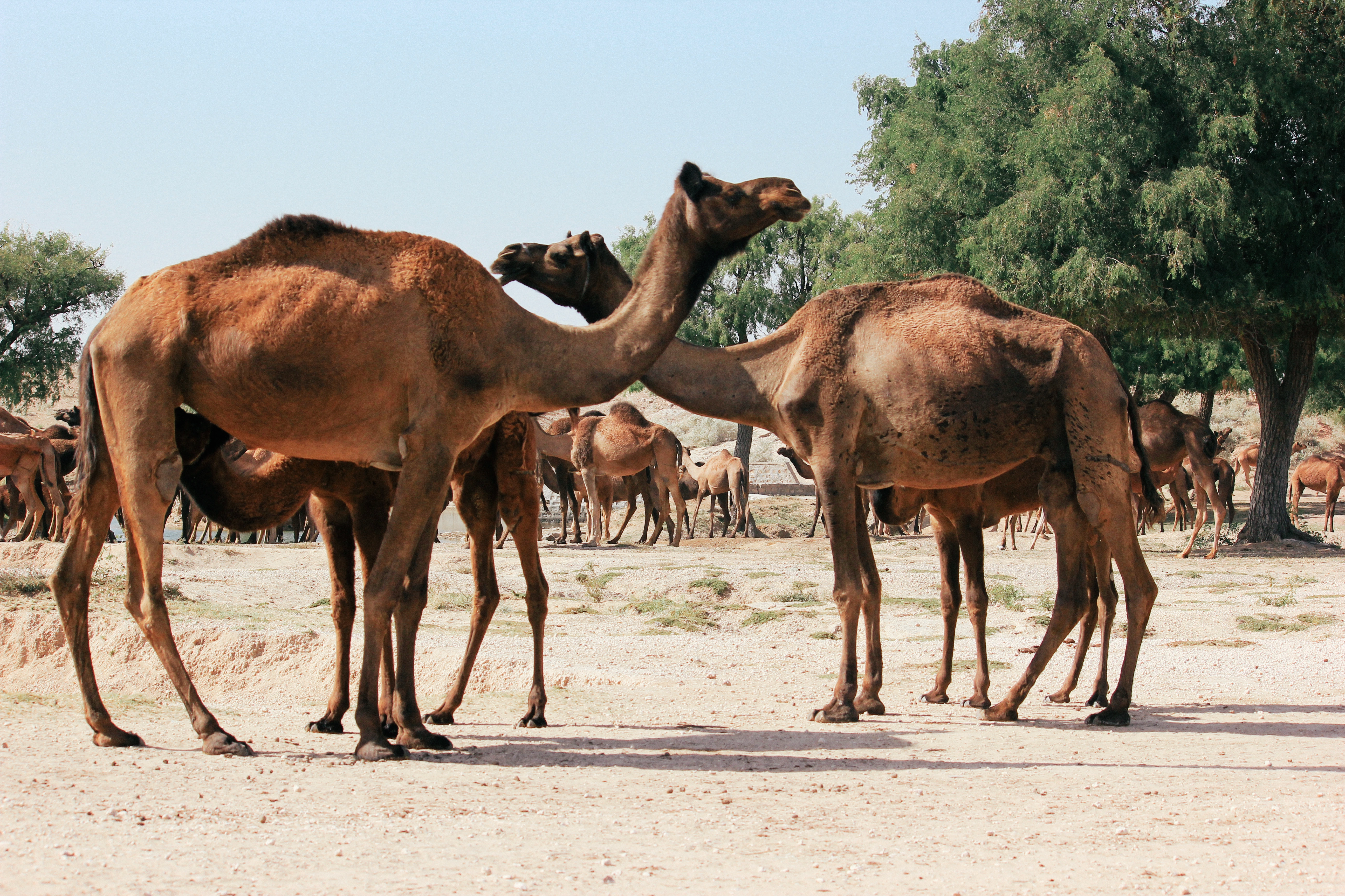 Desert Safari View 2