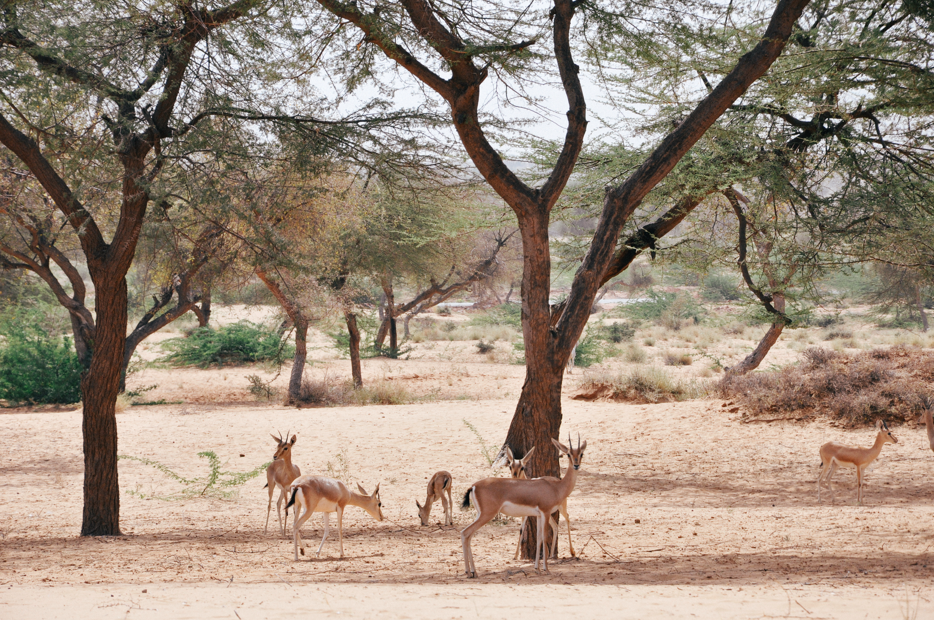 Deer in Kurja Bird Sanctuary