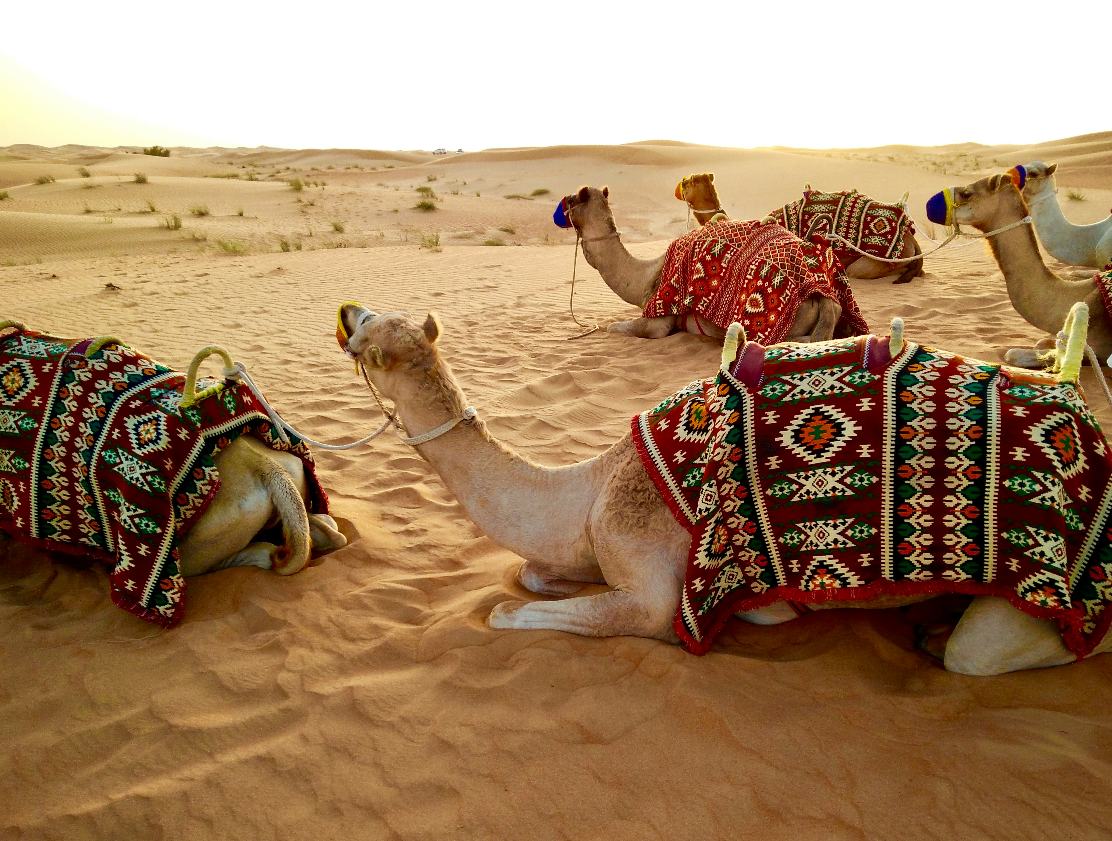 Guests enjoying a desert adventure near Kurja luxury resort in Rajasthan